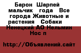 Барон (Шарпей), мальчик 3 года - Все города Животные и растения » Собаки   . Ненецкий АО,Нельмин Нос п.